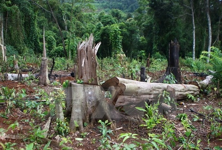 Forestry company head to be prosecuted for forest destruction - 1 Forestry company head to be prosecuted for forest destruction - 1