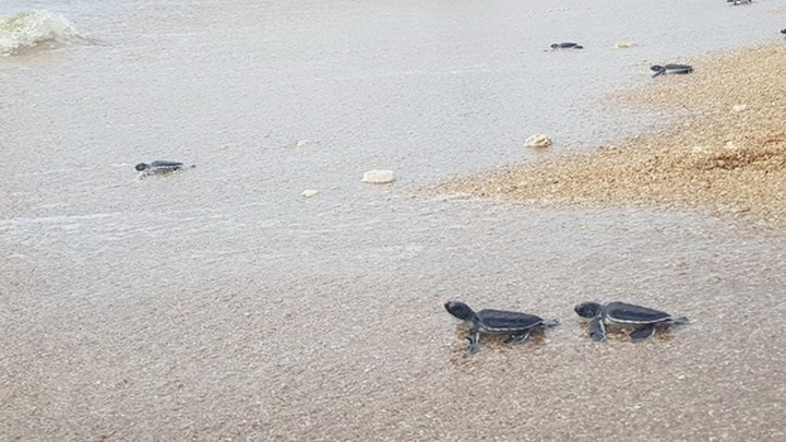 Fewer sea turtles coming inland to lay eggs - 1