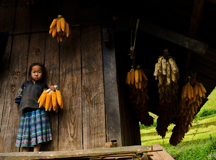 Tu Le Valley at harvest time - 9