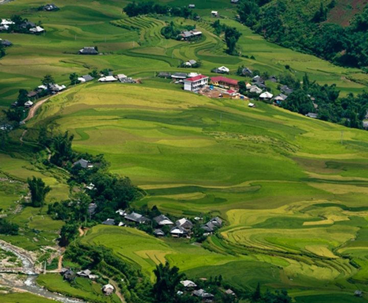 Tu Le Valley at harvest time - 4