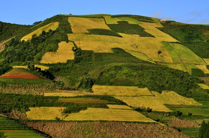 Tu Le Valley at harvest time - 6