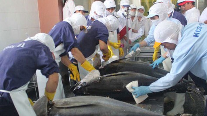 Tuna industry failing on sustainability - 1