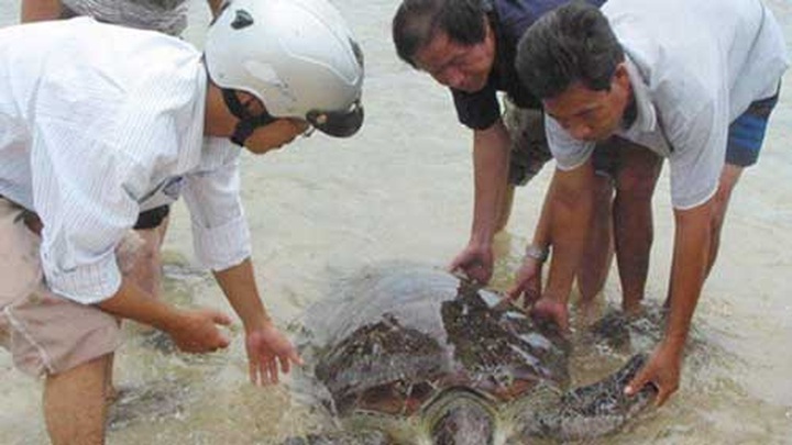 Sea turtles need protection from extinction - 1