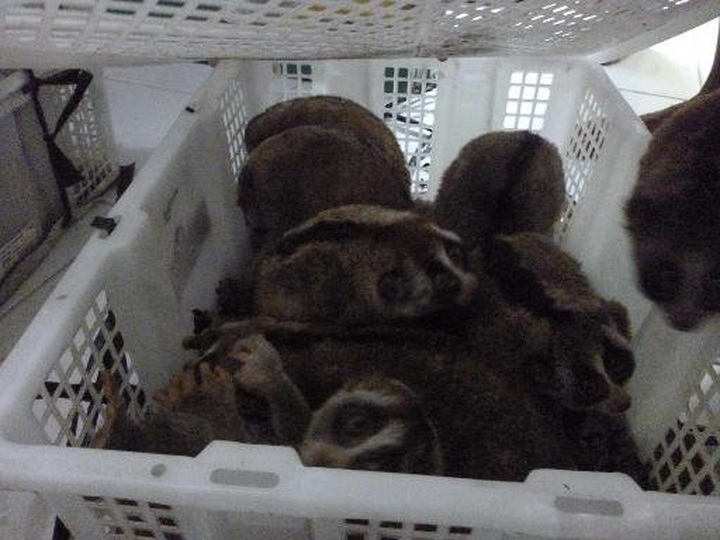 Hundreds of rare primates seized in Indonesia - 1