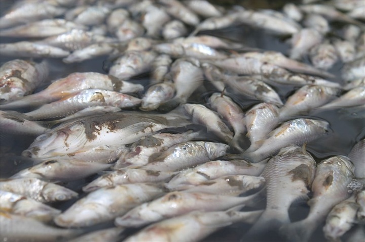 Quang Ngai mass fish deaths under investigation - 1