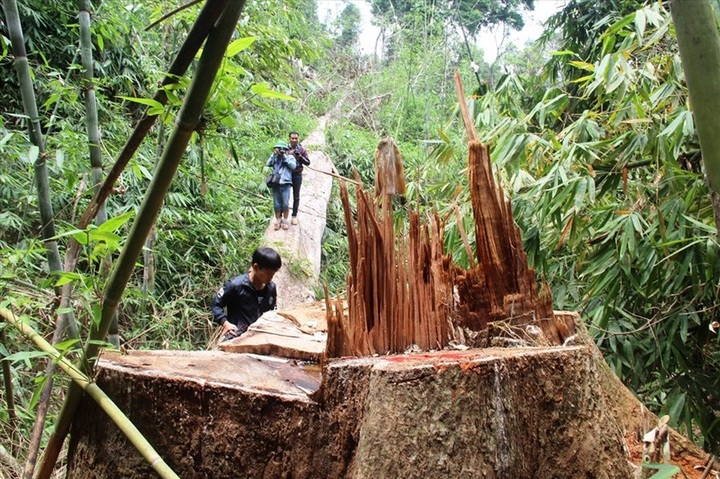 Vietnam loses 936 hectares of forest in 2018 - 1