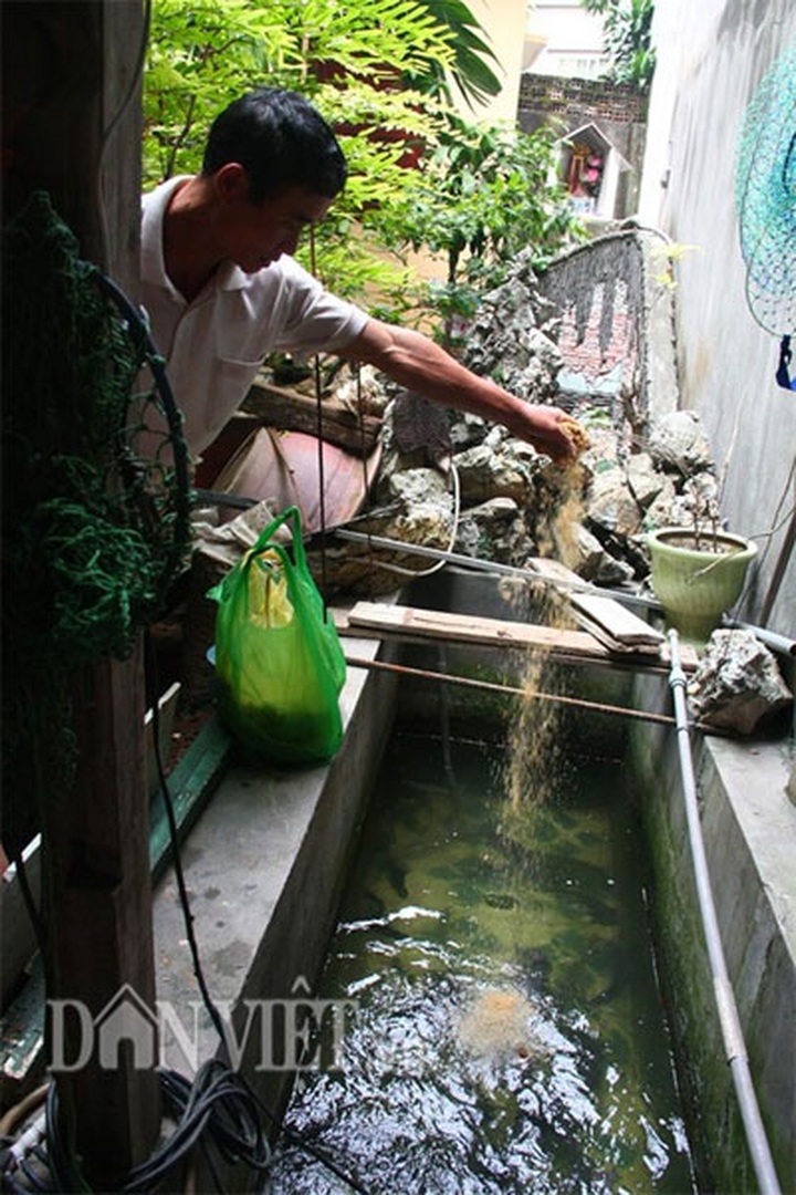 Rooftop farming in Hanoi's centre - 2