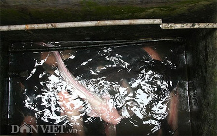 Rooftop farming in Hanoi's centre - 3