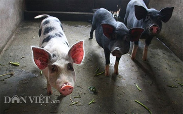 Rooftop farming in Hanoi's centre - 4