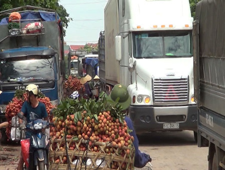 Rush for litchis causes major traffic jams - 3