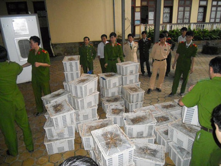 Police bust wildlife smugglers in Ha Tinh - 1 Police bust wildlife smugglers in Ha Tinh - 1