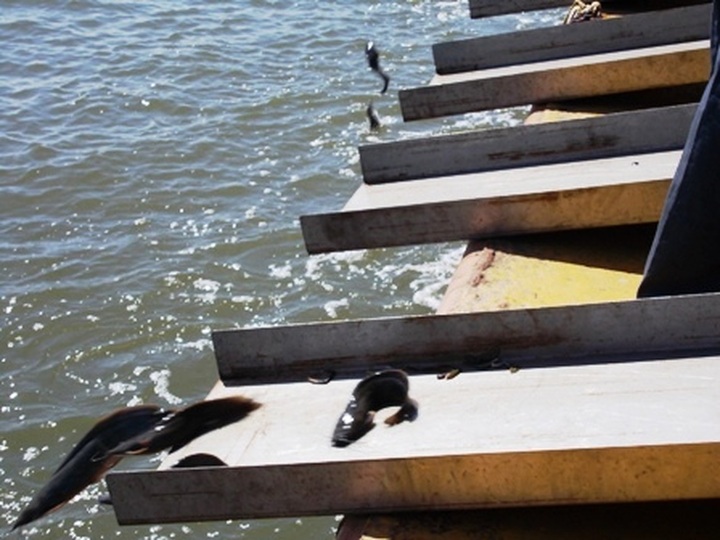 Fish-releasing ritual on Saigon River gains attention - 9