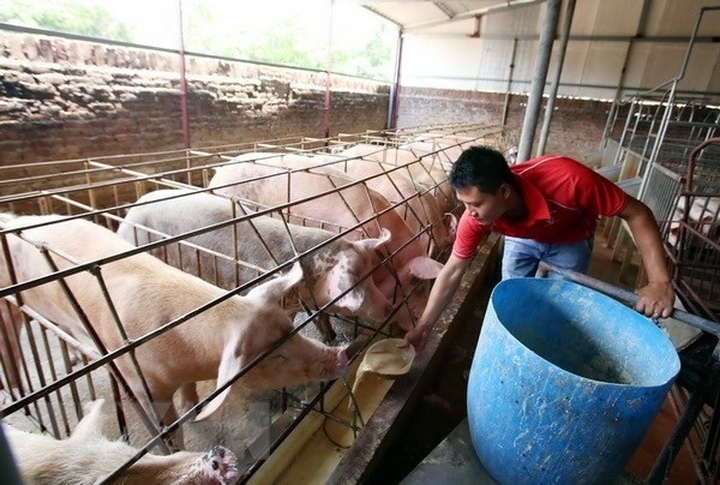 Farmers struggle to treat pig waste - 1 Farmers struggle to treat pig waste - 1