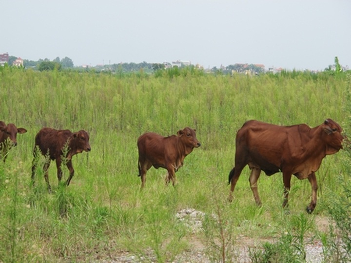 Huge urban area projects abandoned in Me Linh - 6