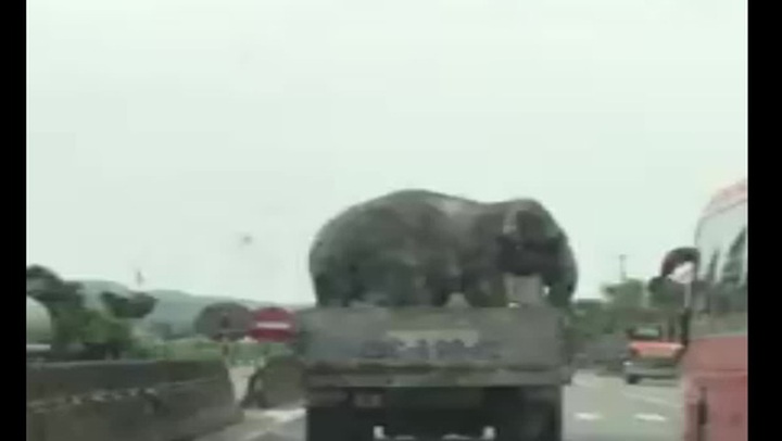 Elephant-carrying truck shocks drivers - 1