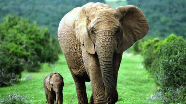 US, Vietnam strengthen cooperation in wildlife protection - 1