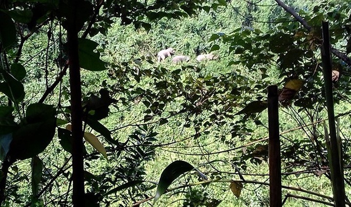 Rangers to protect elephant herd in Quang Nam - 1