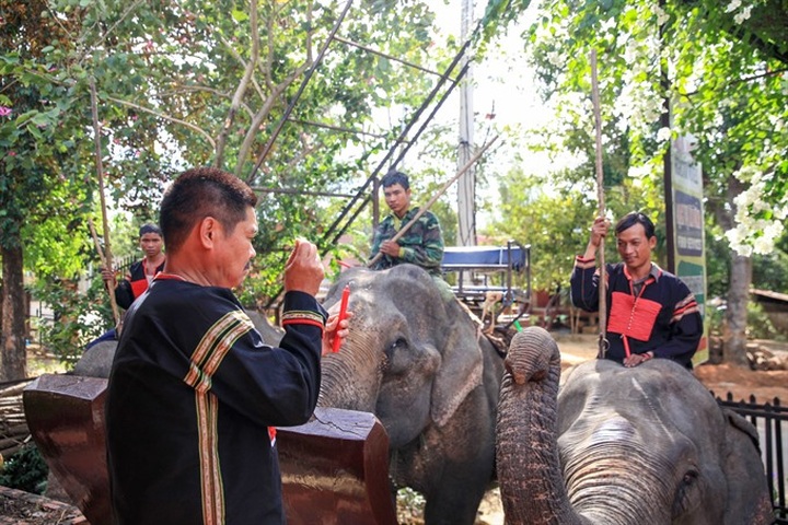 Herbalist fights to save last of the elephants - 2