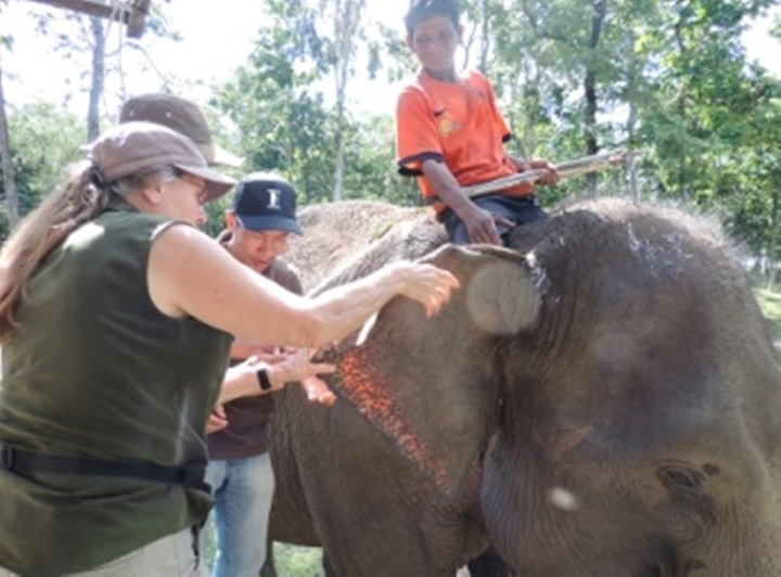 50,000 USD to save elephants in Dak Lak - 1 50,000 USD to save elephants in Dak Lak - 1