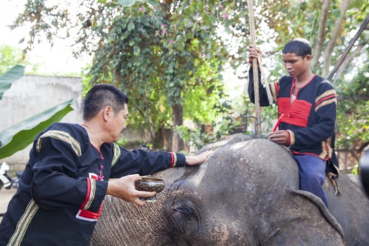 Herbalist fights to save last of the elephants - 1