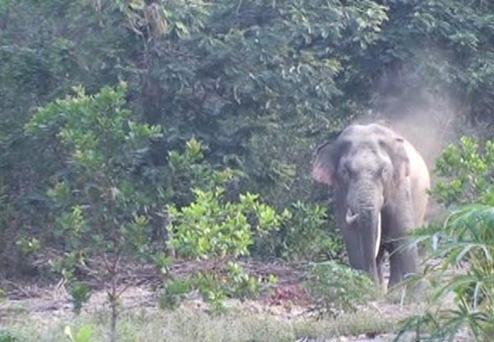 Rare ivory elephant protected and returned to forest - 1