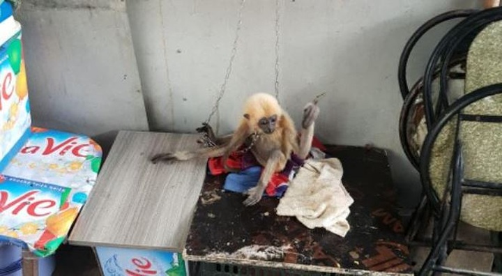 Rare gibbon rescued from HCM City house - 1