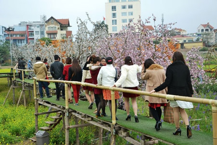 Hanoi peach growers race to create ornamental orchards - 1 Hanoi peach growers race to create ornamental orchards - 1