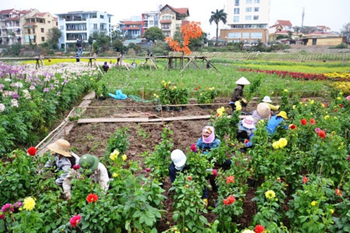 Hanoi peach growers race to create ornamental orchards - 2 Hanoi peach growers race to create ornamental orchards - 2