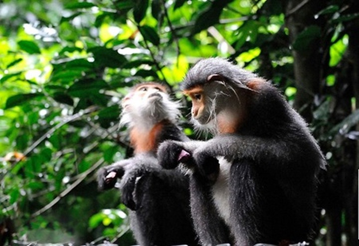 Vietnamese primatologists discover 500 grey-shanked douc langurs - 1