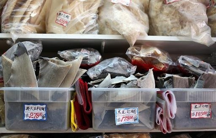 Dolphin killings rise in Peru due to Asia shark fin sales - 1 Dolphin killings rise in Peru due to Asia shark fin sales - 1