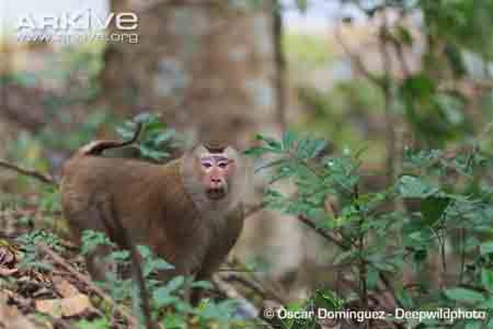 Pig-tailed macaque handed over to Quang Binh park - 1