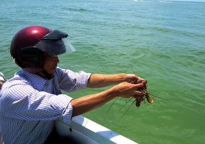 Juvenile lobsters rescued, released into the ocean - 1