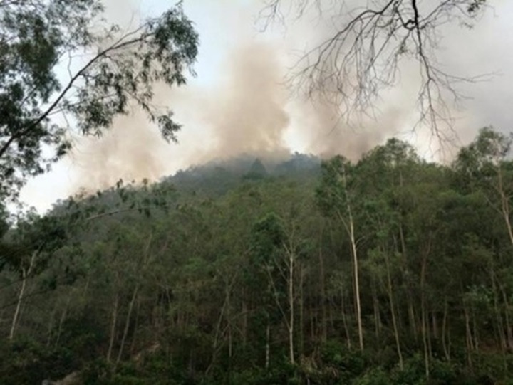 More than 1,600 people deployed to save forest - 1