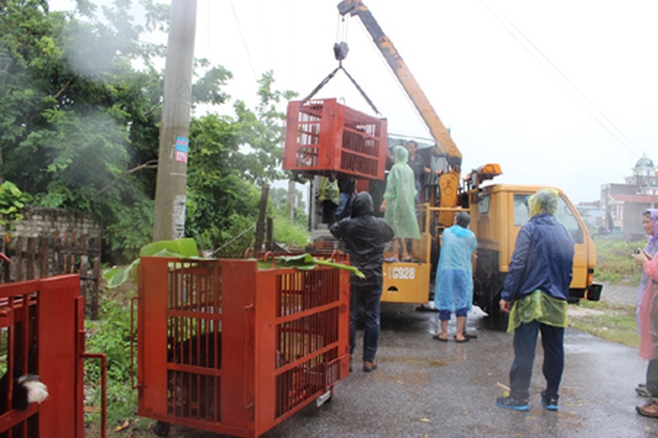 Seven captive bears rescued in Quang Ninh - 2