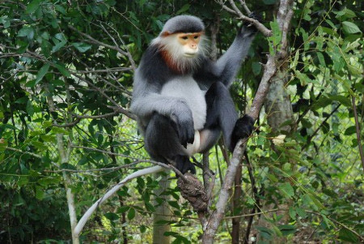 Douc langur to be shifted to rescue centre - 1