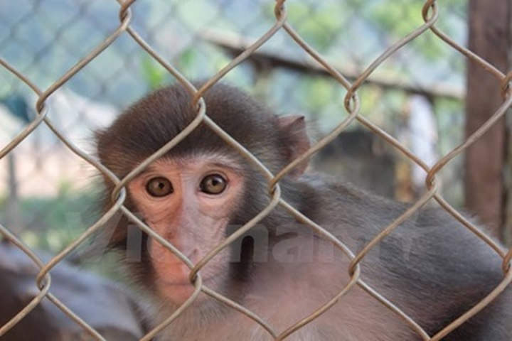 Rare monkey to be rescued soon: ENV - 1