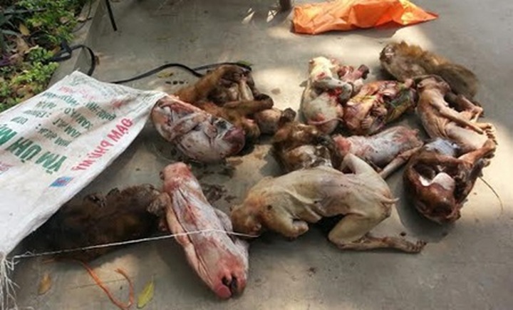 Man detained for trafficking 15 monkeys - 1