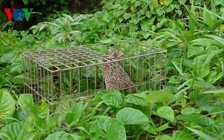 Wild animals released to nature in Nghe An - 1