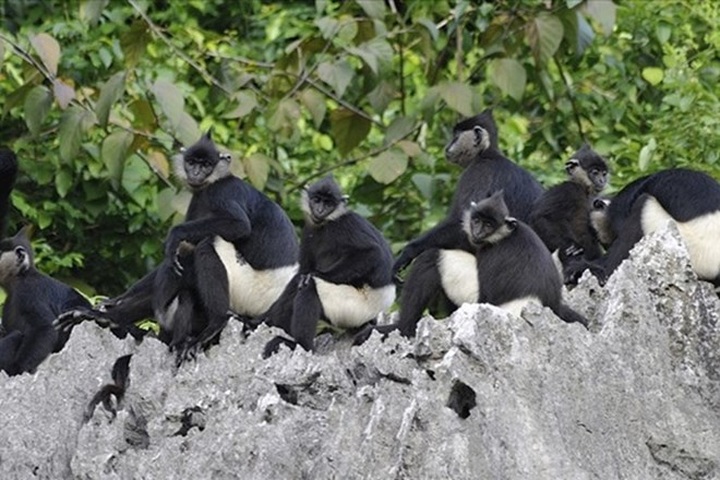 Ha Nam to build white-rumped langur conservation site - 1 Ha Nam to build white-rumped langur conservation site - 1