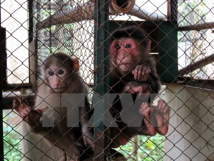 Animals released into wild in Quang Ninh - 1