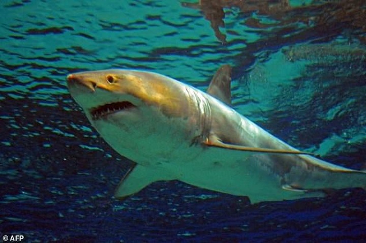 At least 8,000 great white sharks off Australia coast: researchers - 1