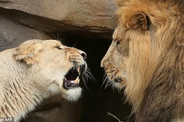 Train kills three endangered lions in India - 1