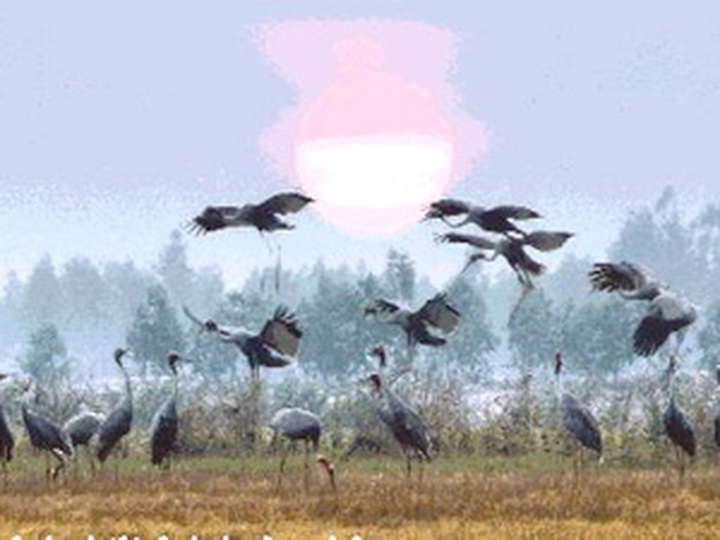 Wild animals face extinction in Mekong - 1 Wild animals face extinction in Mekong - 1