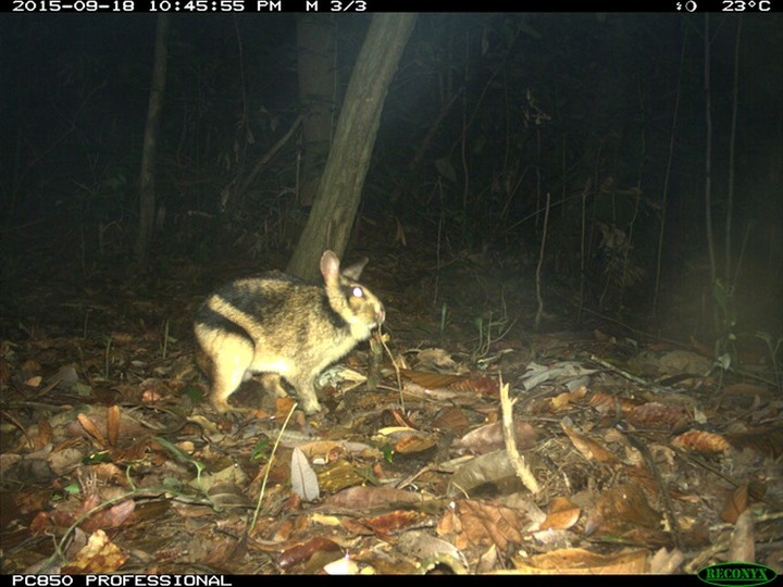First insight into the ecology of an elusive and threatened rabbit - 1