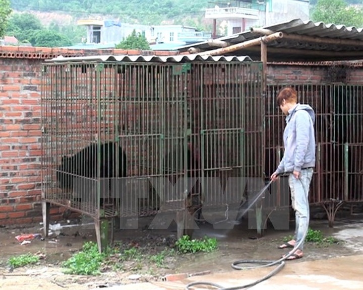 Quang Ninh to move all bears to Tam Dao Rescue Centre - 1