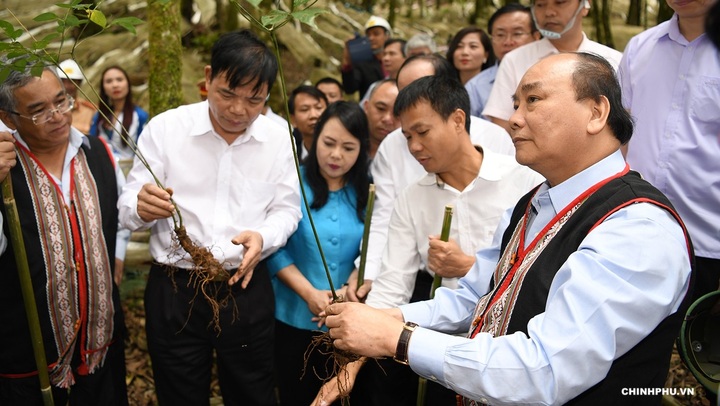 PM: Ngoc Linh ginseng should be competitive with global brands - 1