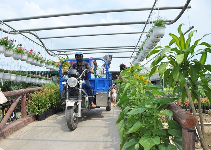 Sa Dec flower village busy preparing for Tet - 9