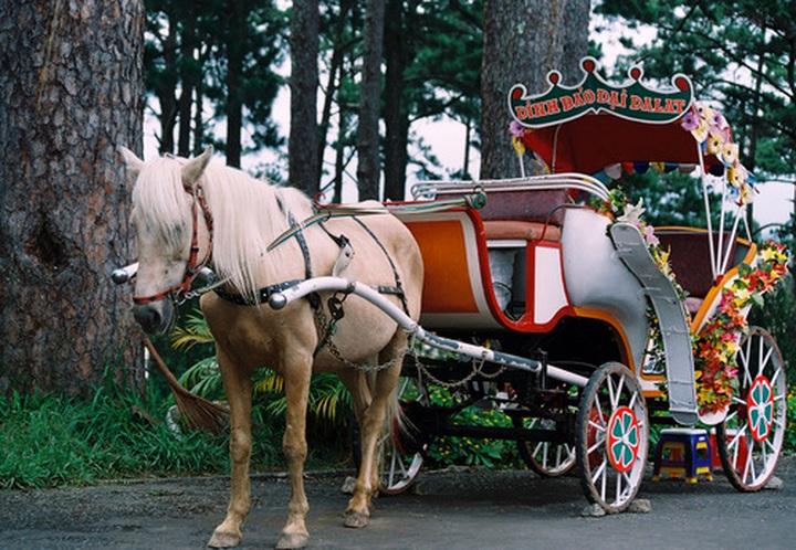 10 unique means of transport for tourists in Vietnam - 3
