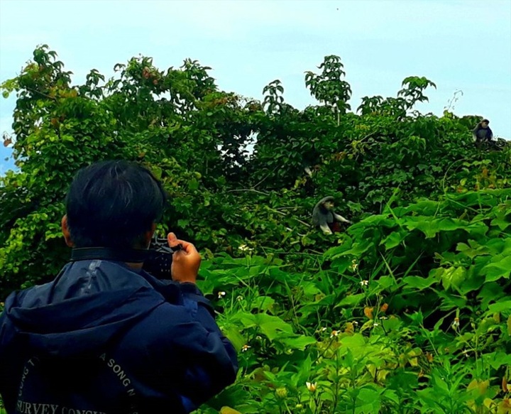Red-shanked douc langur environment affected - 1