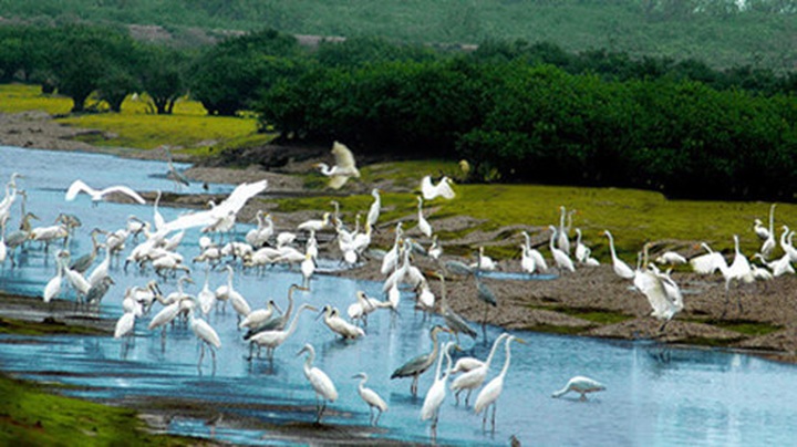 Xuan Thuy National Park, a bird paradise - 1